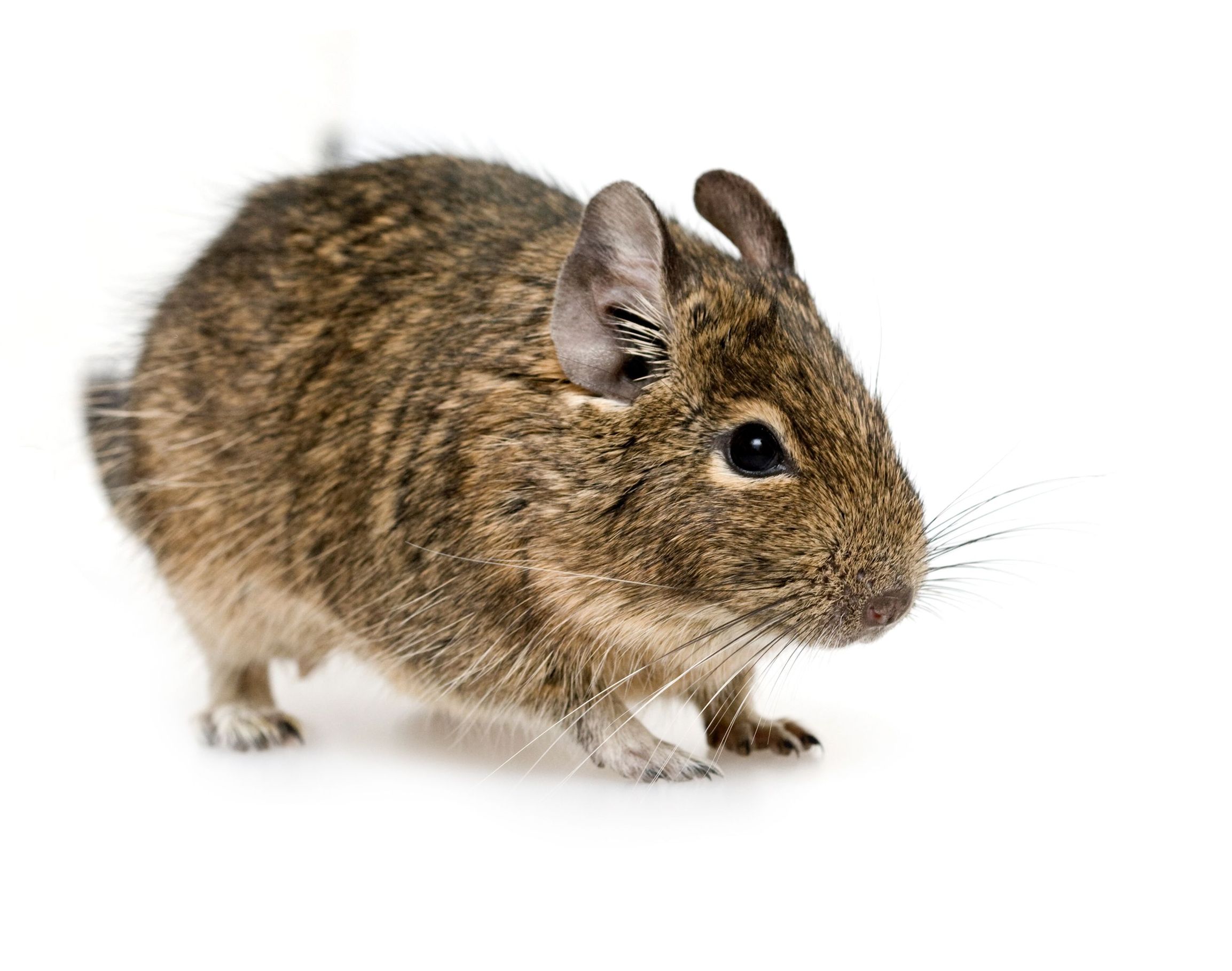 Call a Rodent Control Service in Plymouth, MA If Mice Are Invading Your Home