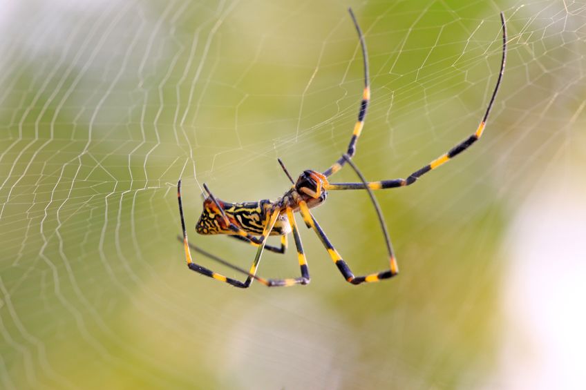 How to Prepare for Spiders Removal Services in Fairfax, VA